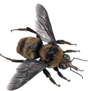 Bee PNG image-4291